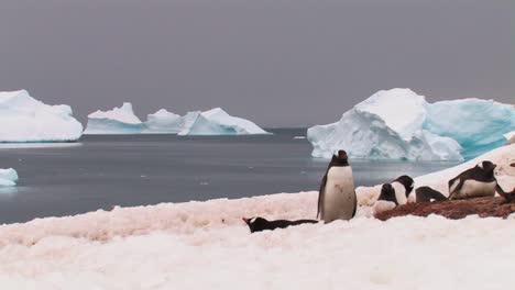 Penguin-colony-in-the-antarctic