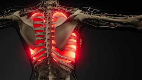 examen radiológico de los pulmones humanos