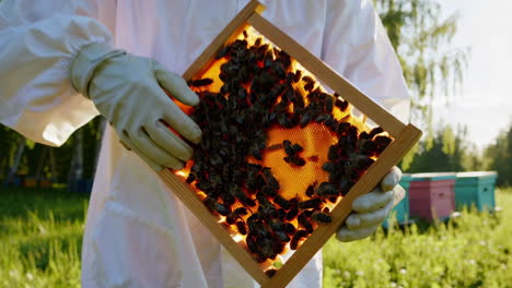 a beekeeper inspects a honeycomb frame full of bees