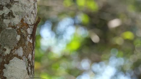 A-flying-lizard-seen-from-its-side-while-going-up-a-tree,-Draco,-Khao-Yai-National-Park-in-Thailand