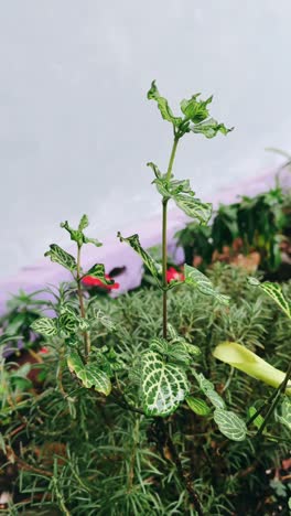 primer plano de una pequeña planta con hojas variadas
