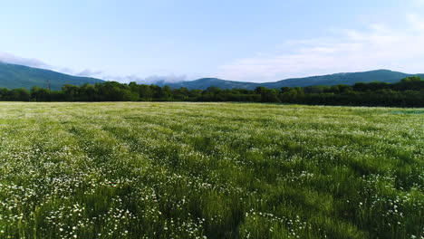 flower-filled meadow with mountains in the background