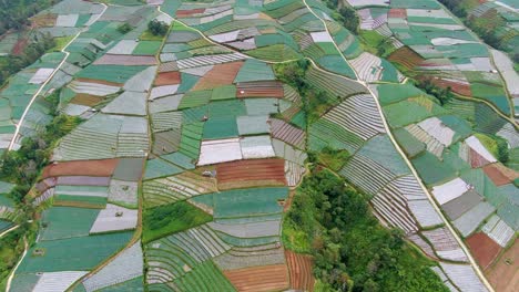 leek plantation by mount sumbing terraced fields patchwork aerial view