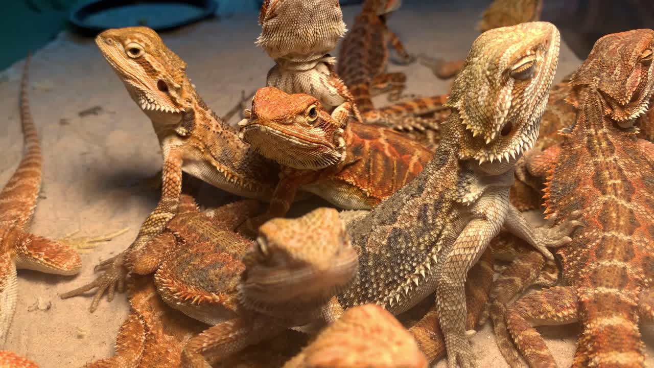 pogona vitticeps - dragones barbudos centrales mirando hacia arriba y sorprendidos en su jaula en la expo de mascotas tailandia 2020 en bangkok