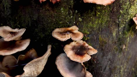 mushrooms growing on a mossy tree trunk