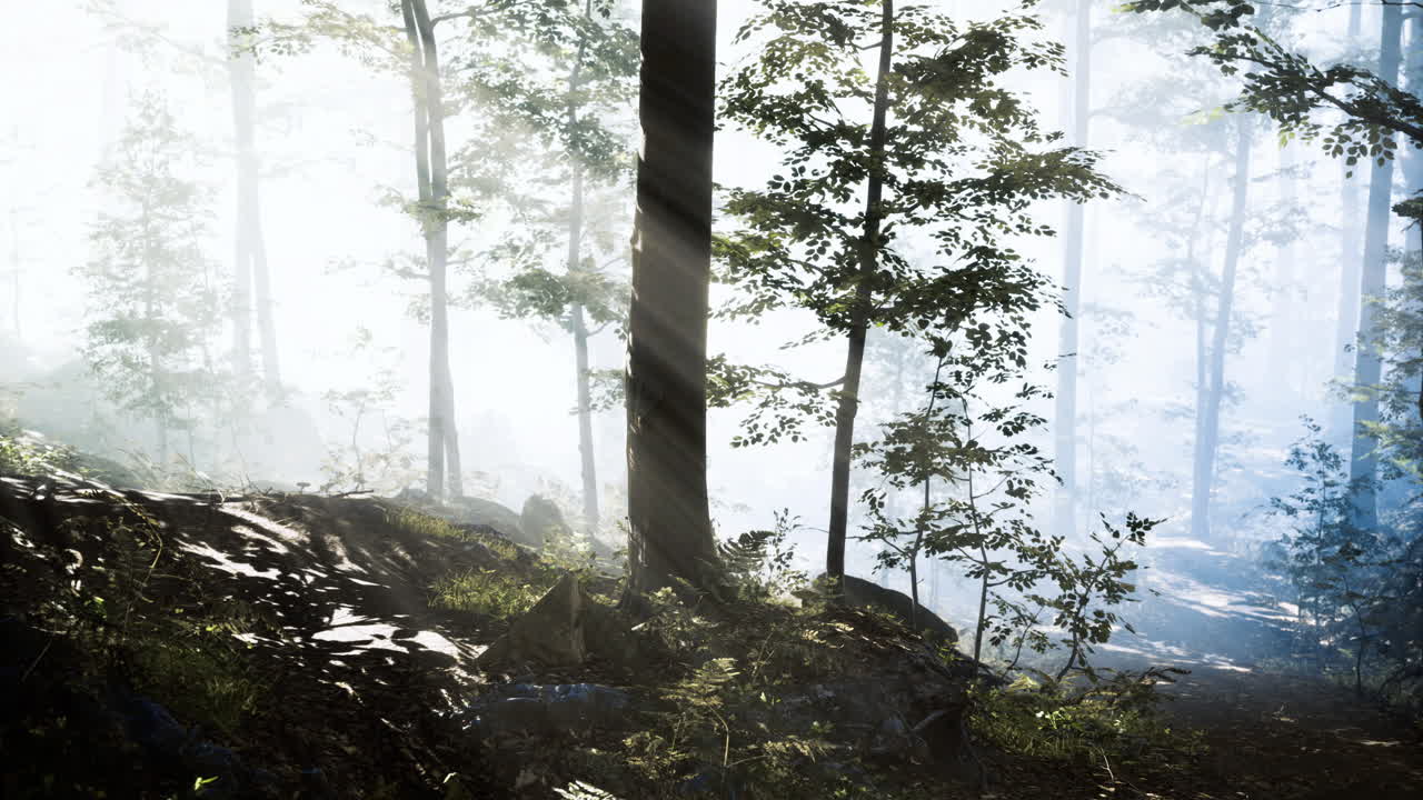 Misty forest rays create a serene atmosphere in early morning light