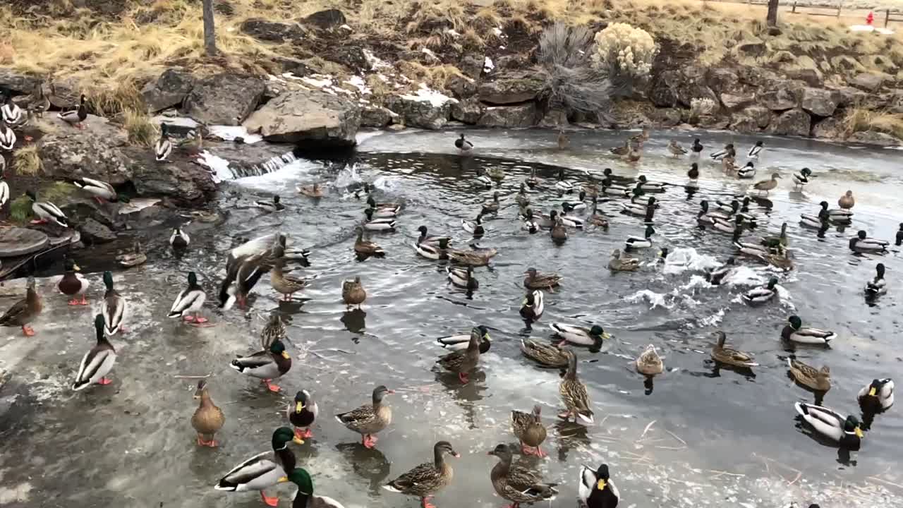 날아다니는 오리와 함께 연못에 있는 오리