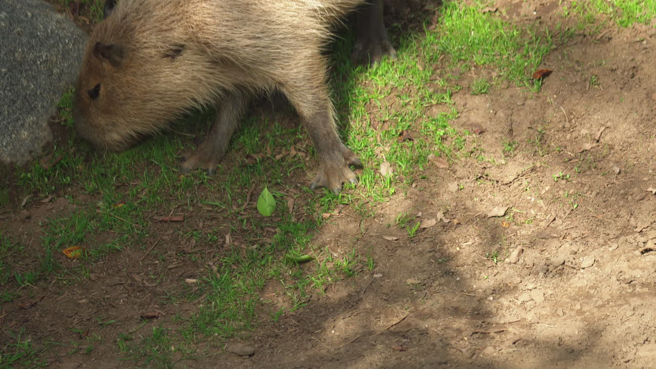 una capibara o hydrochoerus hydrochaeris mastica hierba en su recinto
