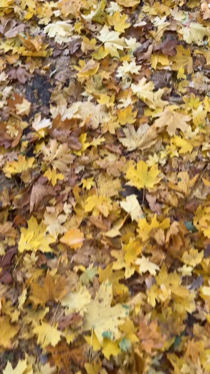 Осенние листья на лесной почве