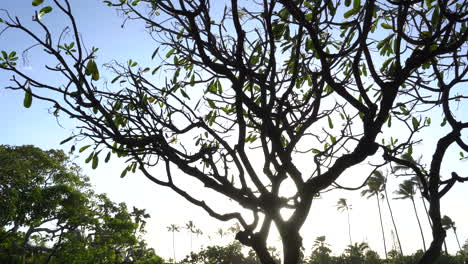 vista panorámica de la silueta de los árboles de plumeria hawaianos al atardecer