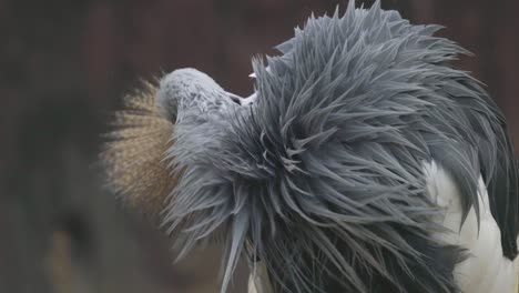 grey crowned crane cleaning feather