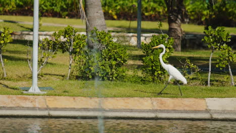 slowmotion: heron walking gracefully in the park.