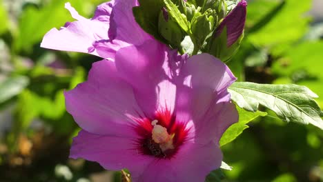 abeja recolectando néctar y polen de una flor rosa floreciente