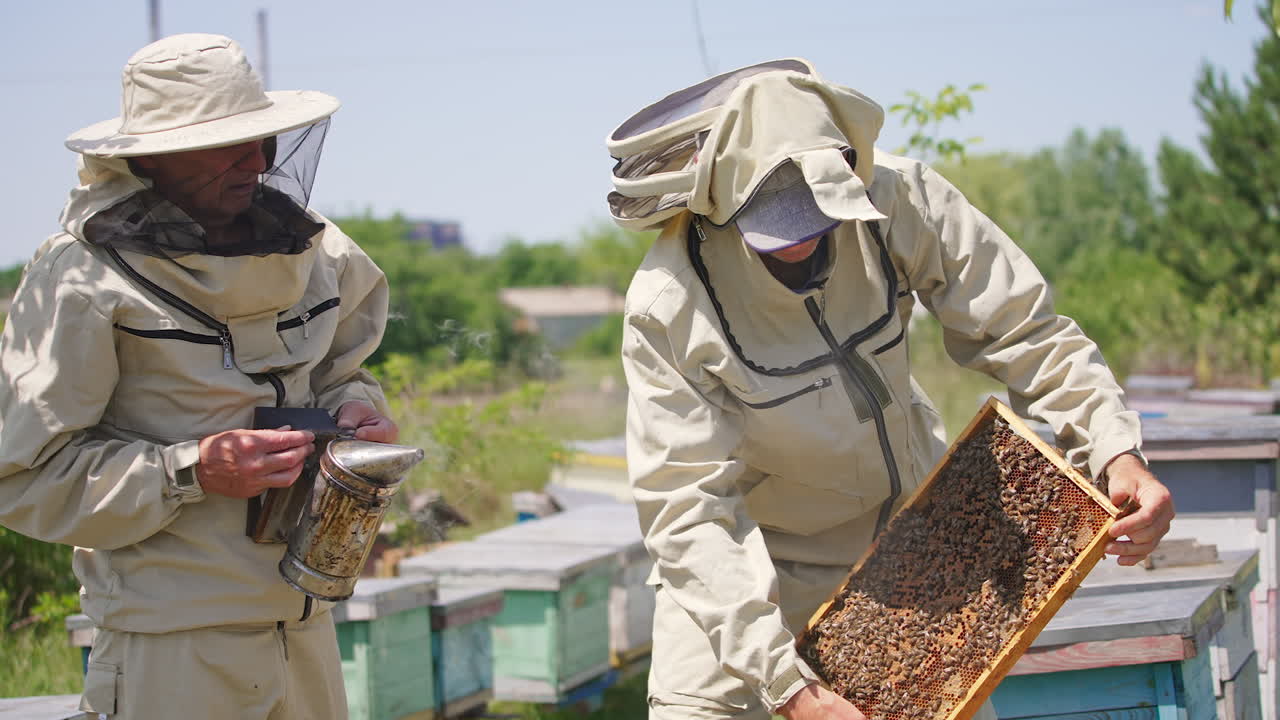 Male apiarists working at their bee farm. Younger apiarist holds a frame full of bees and older one has a smoker in his hands. Blurred backdrop.