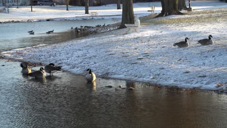 Wild-Canadian-Geese-at-a-small-pond-in-a-municipal-park,-on-a-sunny,-snowy-winter-afternoon