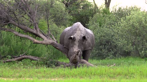 amazing white rhino rubbing against a dead tree