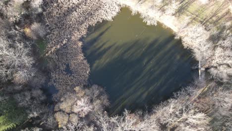 Aerial-elevating-shot,-rising-up-over-a-green-pond-in-a-dried-out-forest,-as-trees-casting-shadows-on-the-surface