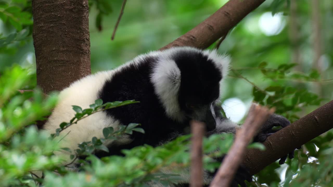 Close-up de um lêmure-vari (Varecia variegata) preto e branco descansando em uma árvore, cuidando de sua pelagem lambendo-a