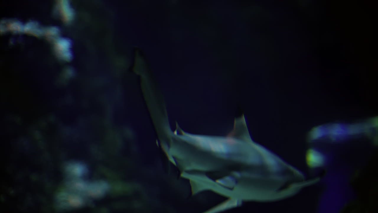 Close up of a blacktip shark swimming near coral reefs