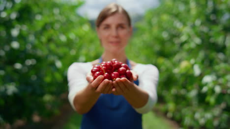 el agricultor muestra la cosecha de cerezas en el jardín. la mujer agrónoma sostiene la cosecha en el invernadero.