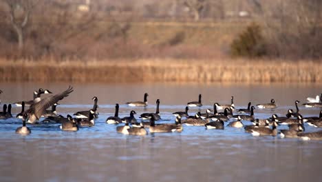 bandada de gansos de canadá en el agua, en cámara lenta