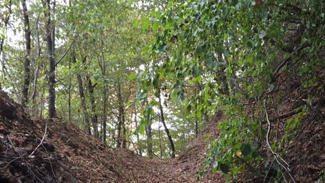 Hojas-De-Otoño-Secas-Caídas-En-El-Bosque-En-Un-Día-De-Otoño