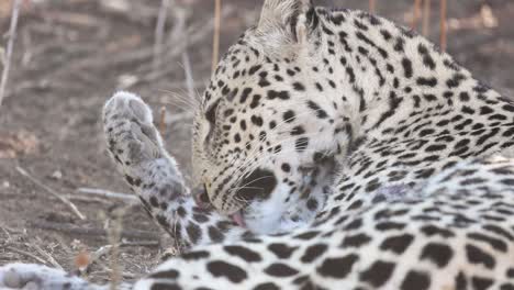 primer plano de un leopardo lamiendo y mordiendo su pata en la reserva de caza de mashatu, botswana