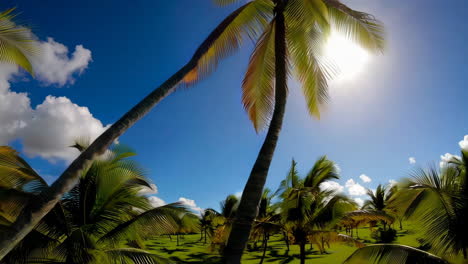 palm tree paradise