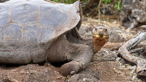 tortuga gigante de galápagos bajando la cabeza al suelo en la estación de investigación charles darwin en la isla de santa cruz