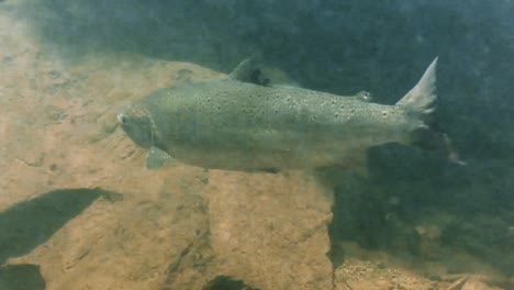 Eine-Gruppe-Atlantischer-Lachse,-Die-Unter-Wasser-Gegen-Die-Strömung-Schwimmt