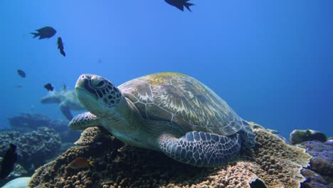 a big green turtle are sitting on top of a sea mount and resting