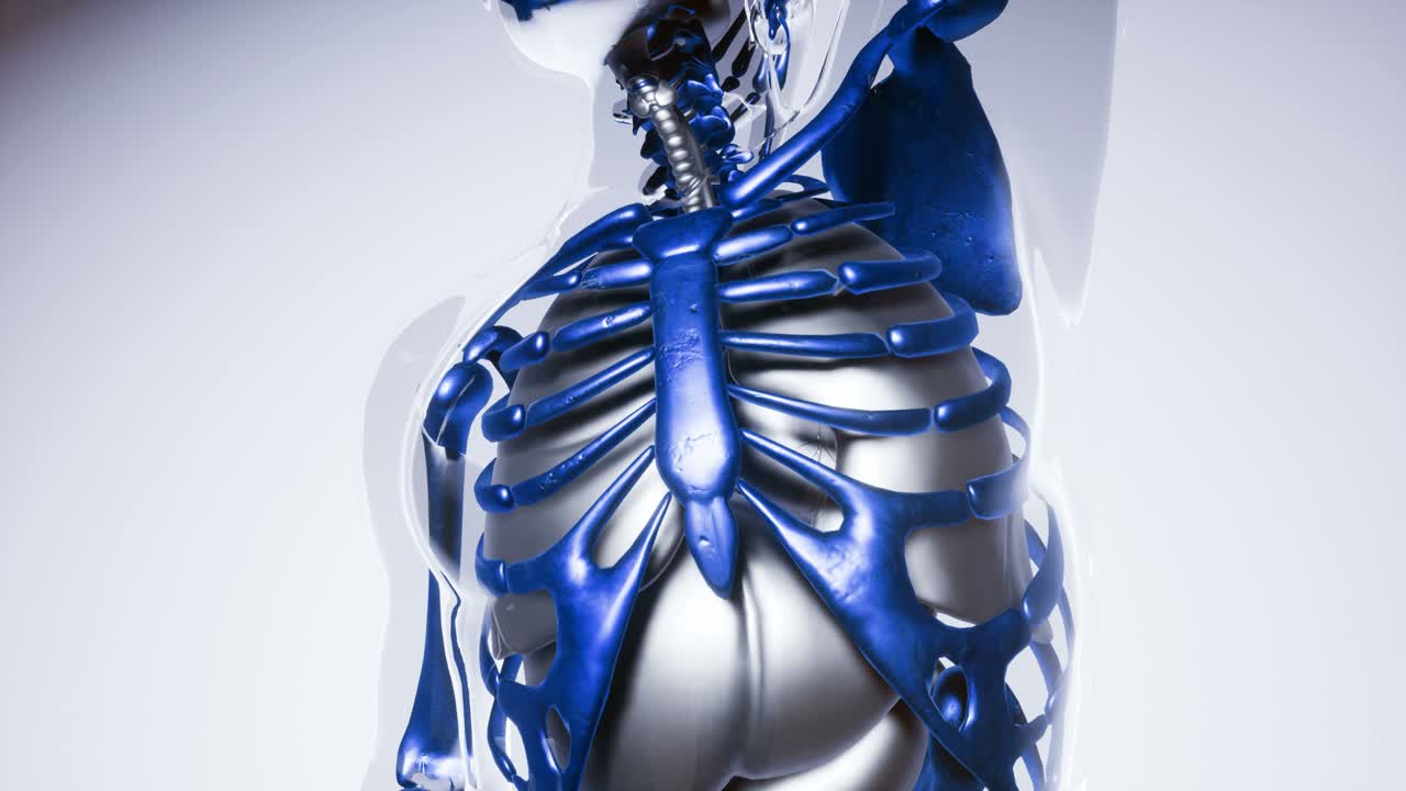 장기를 가진 인간 골격  ⁇  모델