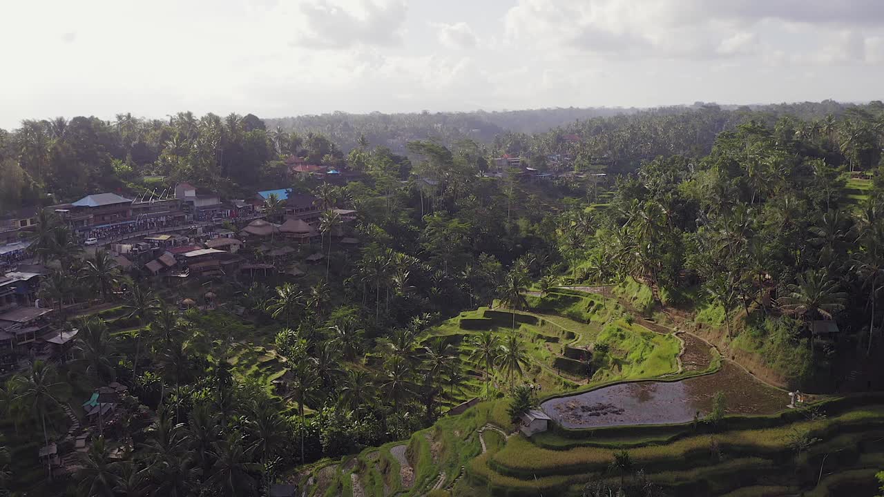 Vista aerea con lenta inclinazione verso il basso delle risaie a terrazze di Ubud, una città indonesiana sull'isola di Bali