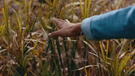 woman hand touching tall grass walking in field enjoying outdoor freedom