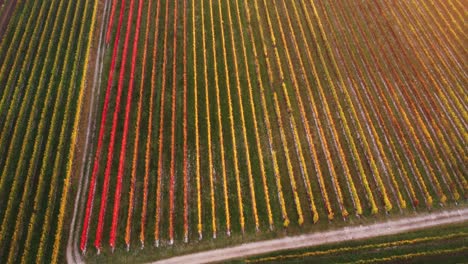 Aerial-landscape-view-above-colorful-autumn-vineyard-with-red-and-orange-leaves,-in-the-italian-countryside,-at-sunset