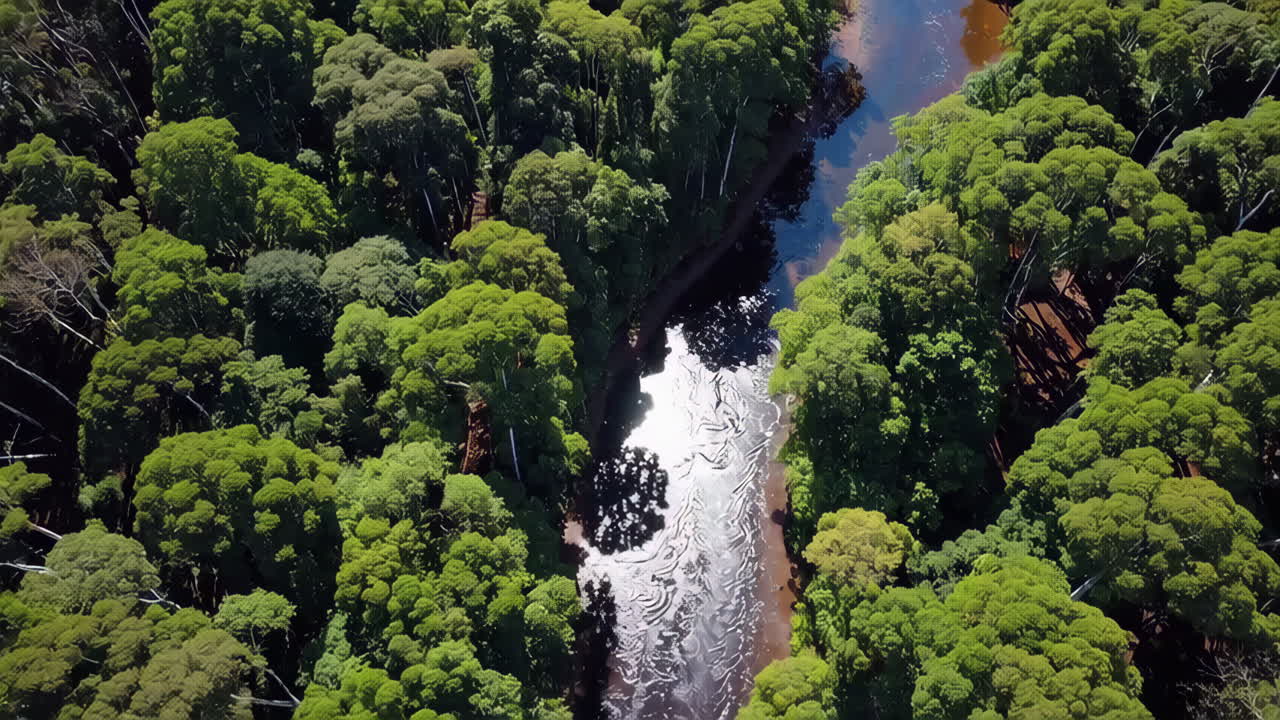 울창 한 숲 과 강 을 공중 에서 볼 수 있다