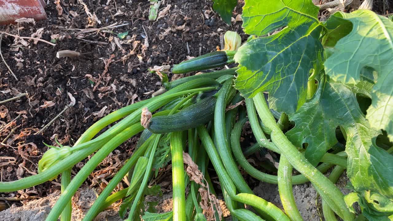 Zucchini plants growing in a garden