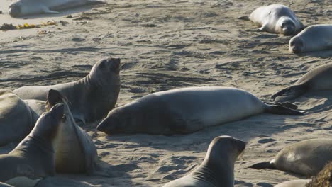 two sea lions interact playfully, resembling a dance.