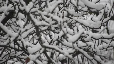 雪落在樹枝上 寒冷的天氣