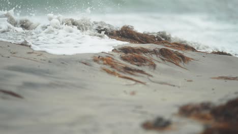 gentle waves roll on the sandy beach covered with seaweed