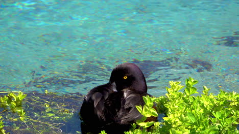 Black-duck-resting-in-greened-shore-and-cleaning-feather-in-front-of-clear-Hamurana-Springs-in-summer