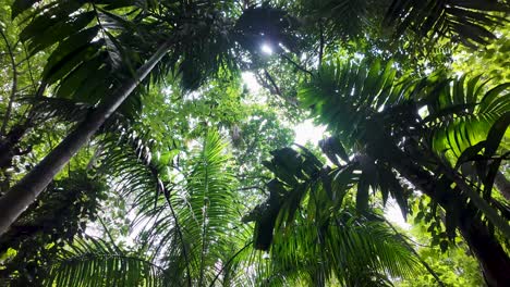 pov looking up at sunlit tropical canopy with lush greenery. push forward, slow motion shot