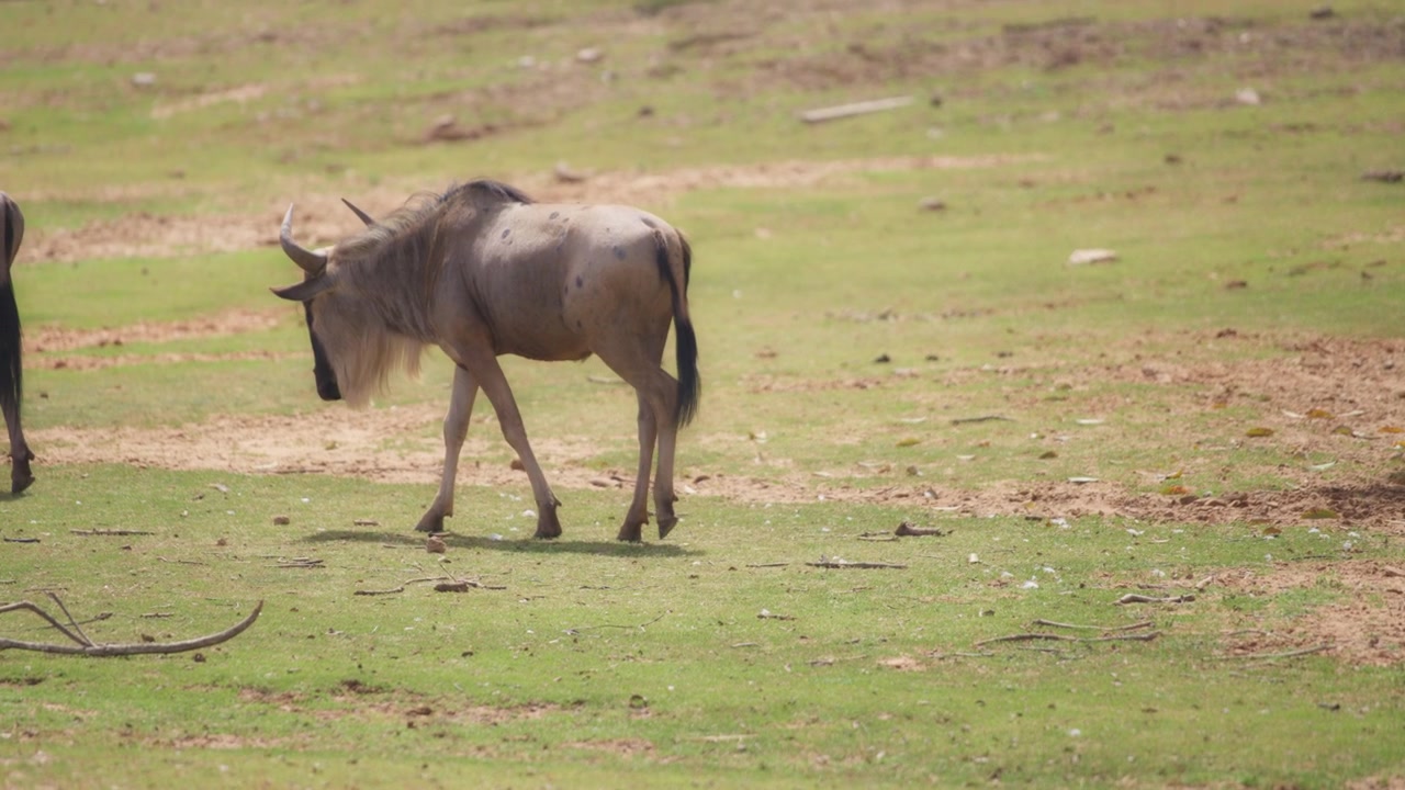 Wildebeest walking on grassy meadow