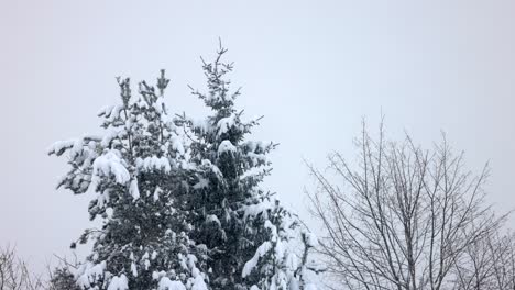 heavy snowfall settles on a fir tree in norway