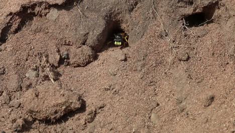 digger wasp emerging from burrow. england. uk