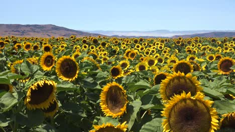 Gorgeous-Field-Of-Sunflowers-In-Bright-California-Sunshine-Near-Gilroy,-California