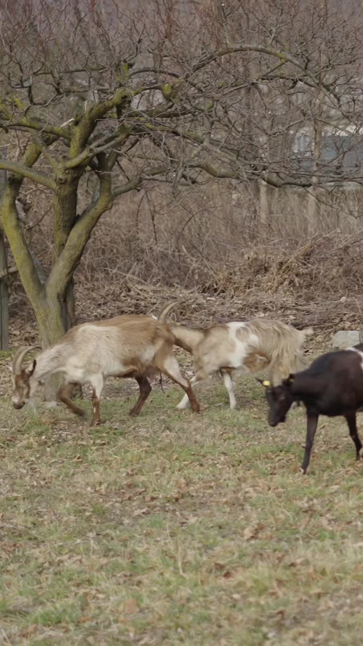들판 에 있는 염소 들