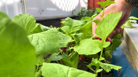 Slow-motion-shot-of-a-hand-picking-up-a-radish-from-a-home-orchard