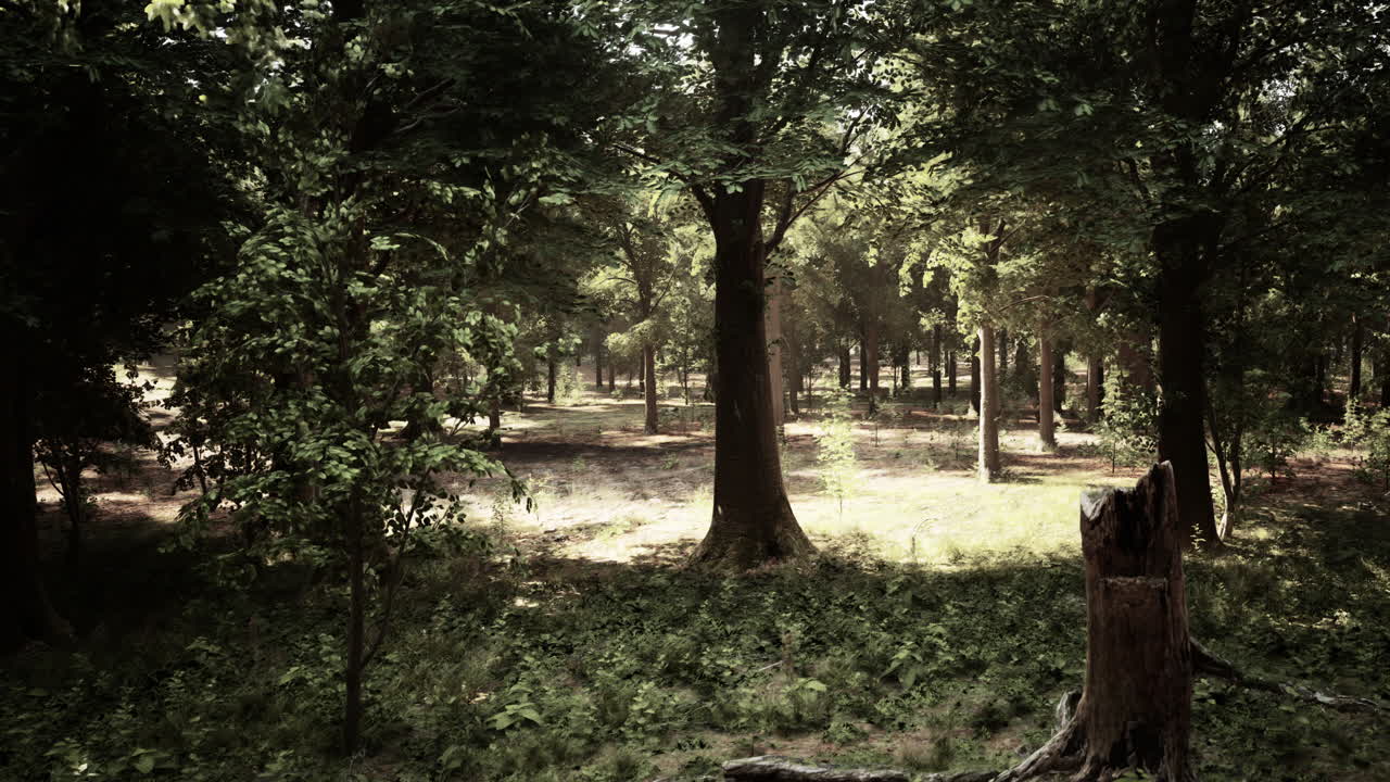 나무 를 통해 빛 을 필터링 하는 조용 한 숲 장면