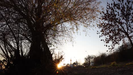 mirando hacia arriba bajo el árbol con un claro cielo al atardecer de fondo